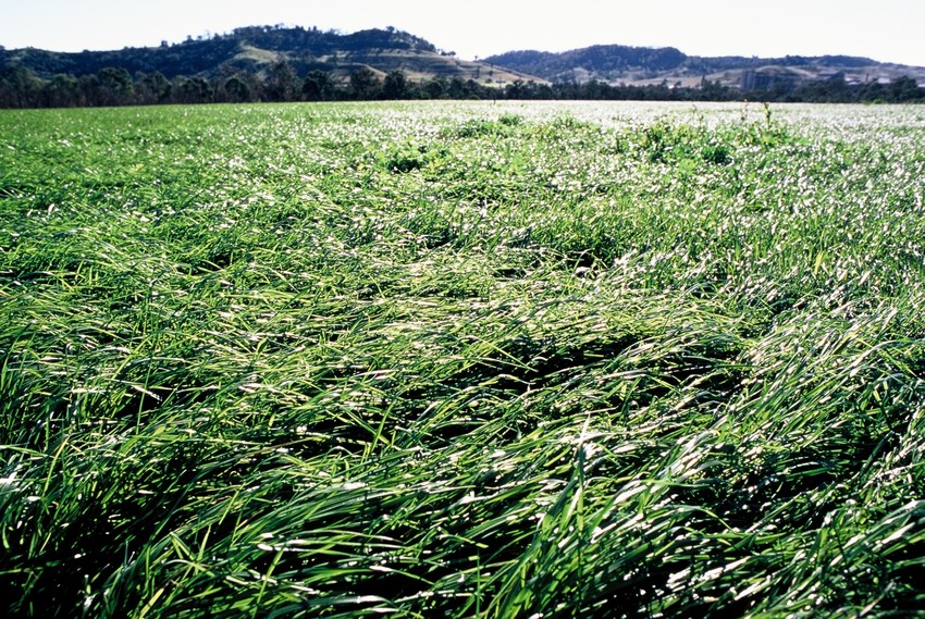 A green pasture of grass at Picton Farm with rural hills behind in the background