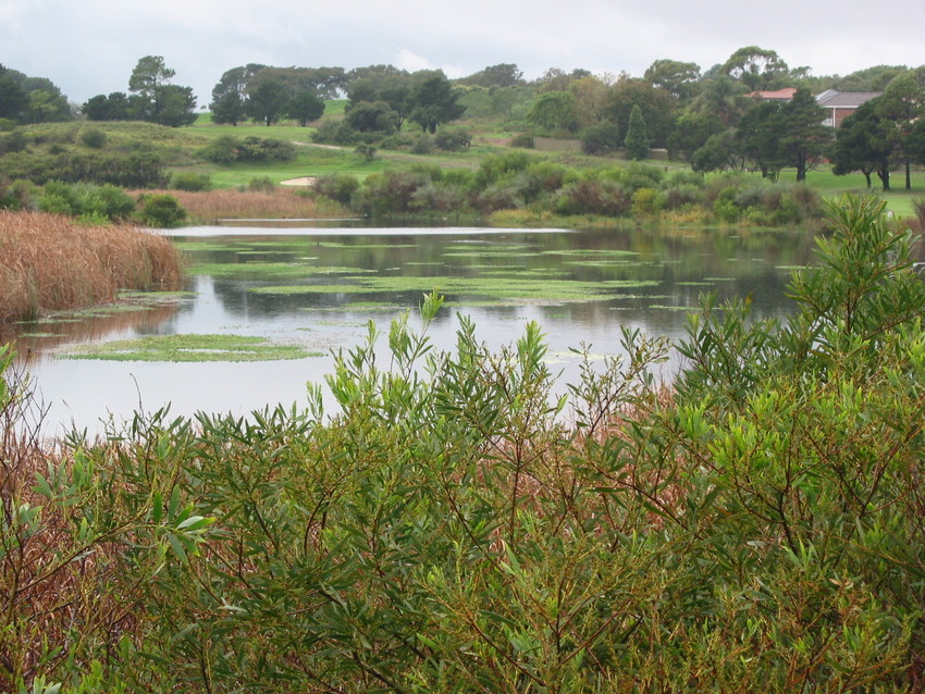 Native shrubs next to a waterway in the Botany Wetlands